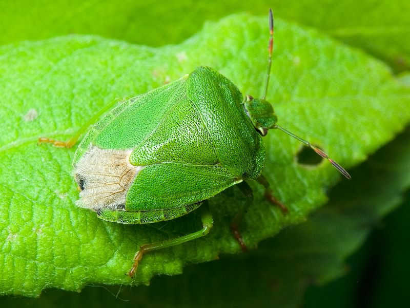 Palomena prasina (Linnaeus, 1761)